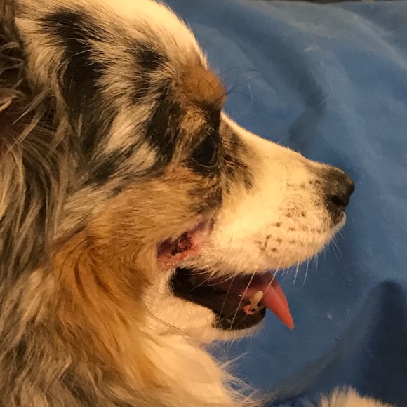 Prayers for my sweet baby girl Sugar! ❤️🐶❤️ - Picture 3 of 7